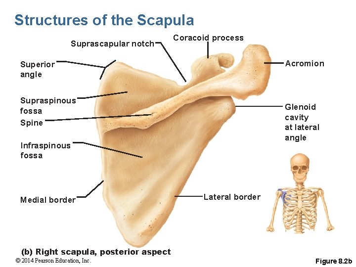 Structures of the Scapula Suprascapular notch Coracoid process Acromion Superior angle Supraspinous fossa Spine