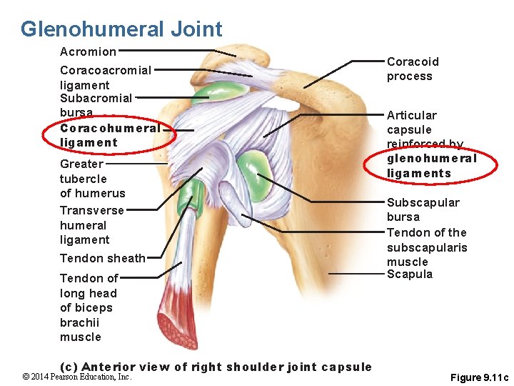 Glenohumeral Joint Acromion Coracoacromial ligament Subacromial bursa Coracohumeral ligament Greater tubercle of humerus Transverse