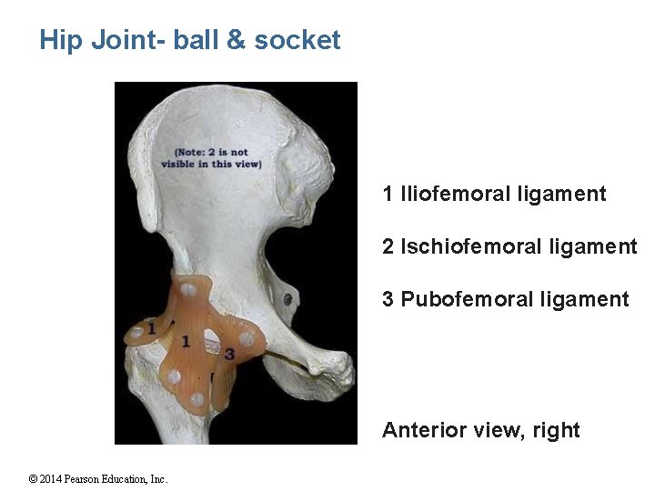 Hip Joint- ball & socket 1 Iliofemoral ligament 2 Ischiofemoral ligament 3 Pubofemoral ligament