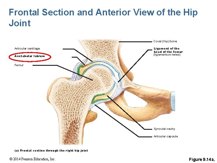 Frontal Section and Anterior View of the Hip Joint Coxal (hip) bone Articular cartilage