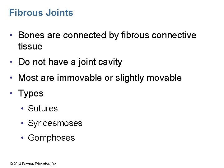 Fibrous Joints • Bones are connected by fibrous connective tissue • Do not have