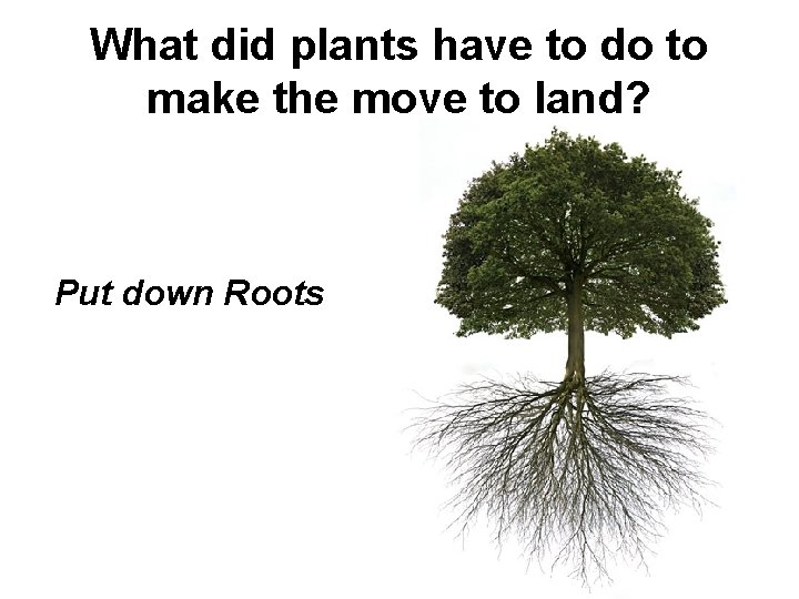 What did plants have to do to make the move to land? Put down