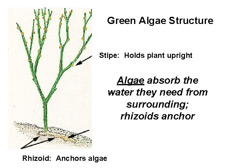 Green Algae Structure Stipe: Holds plant upright Algae absorb the water they need from