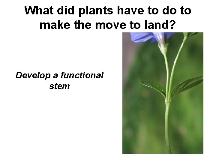 What did plants have to do to make the move to land? Develop a