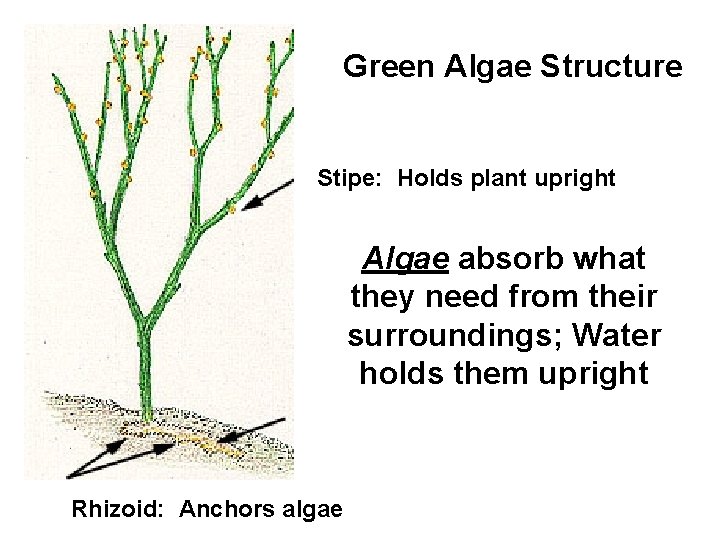 Green Algae Structure Stipe: Holds plant upright Algae absorb what they need from their