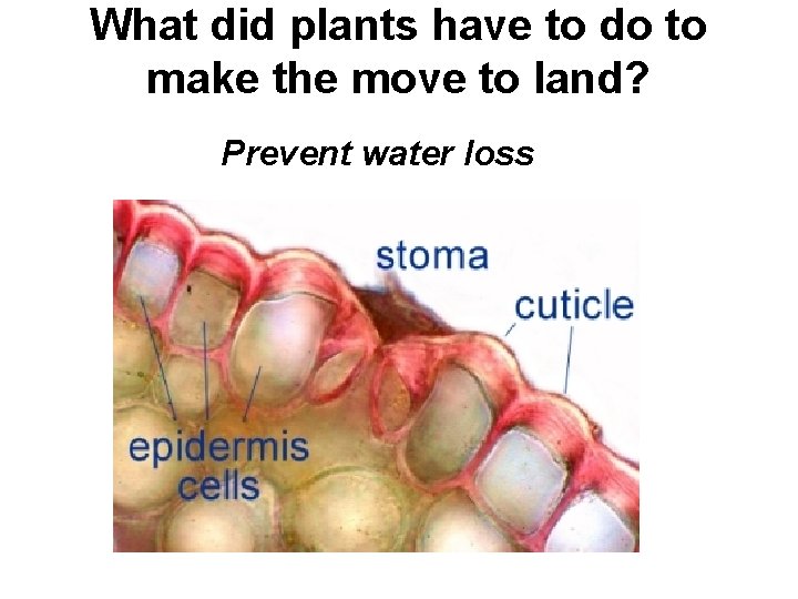 What did plants have to do to make the move to land? Prevent water