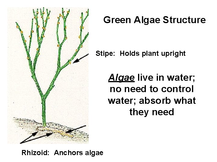 Green Algae Structure Stipe: Holds plant upright Algae live in water; no need to