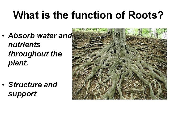 What is the function of Roots? • Absorb water and nutrients throughout the plant.