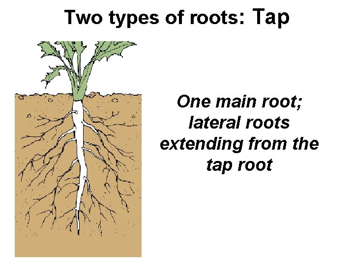 Two types of roots: Tap One main root; lateral roots extending from the tap