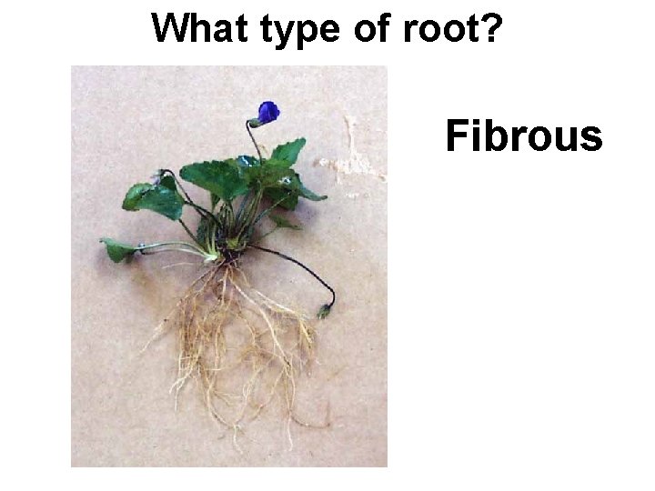 What type of root? Fibrous 