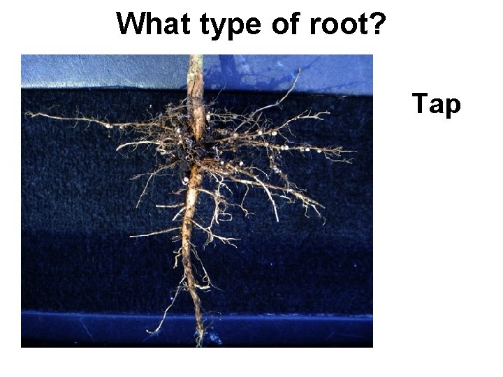 What type of root? Tap 