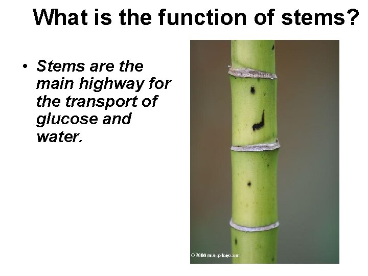 What is the function of stems? • Stems are the main highway for the