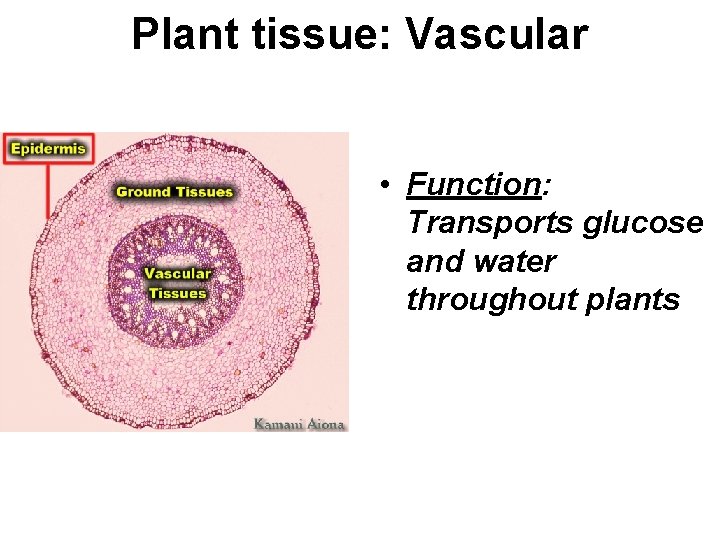 Plant tissue: Vascular • Function: Transports glucose and water throughout plants 