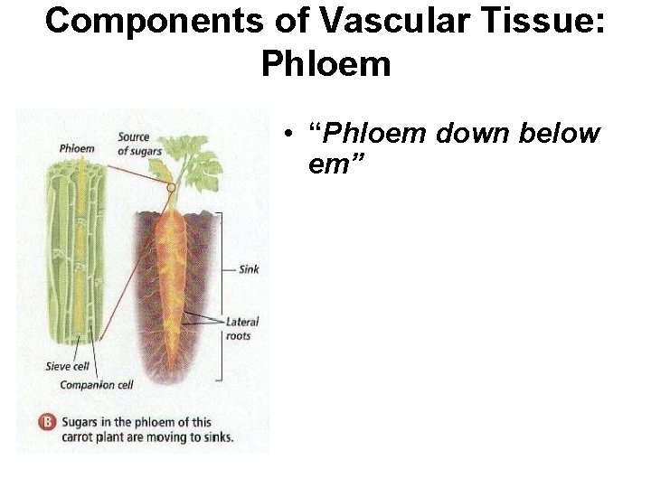 Components of Vascular Tissue: Phloem • “Phloem down below em” • Transports glucose down