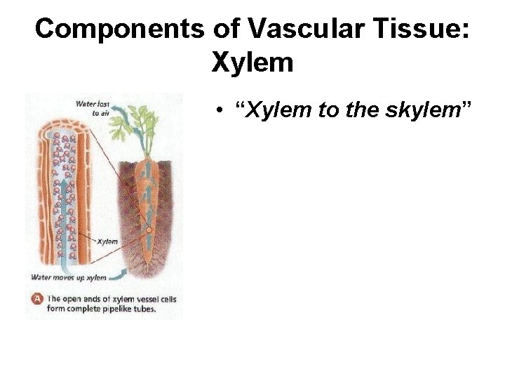 Components of Vascular Tissue: Xylem • “Xylem to the skylem” • Vascular tissue is