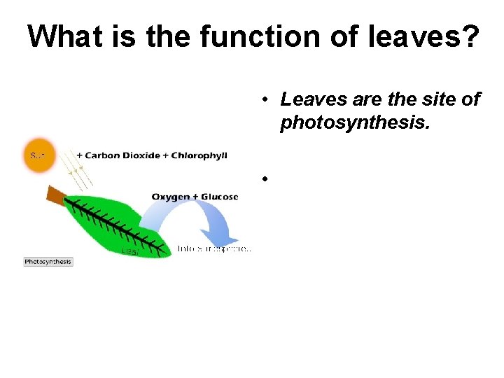 What is the function of leaves? • Leaves are the site of photosynthesis. •