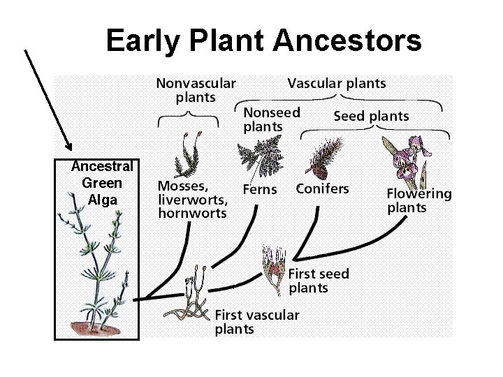 Early Plant Ancestors 
