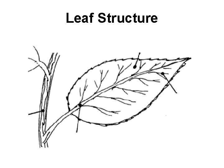 Leaf Structure Stem 
