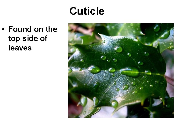 Cuticle • Found on the top side of leaves • Waxy outer layer which