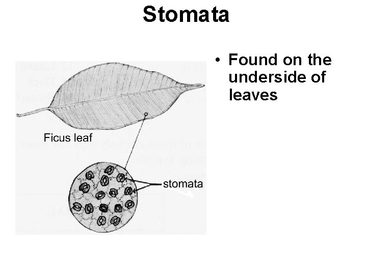 Stomata • Found on the underside of leaves • They are tiny openings that