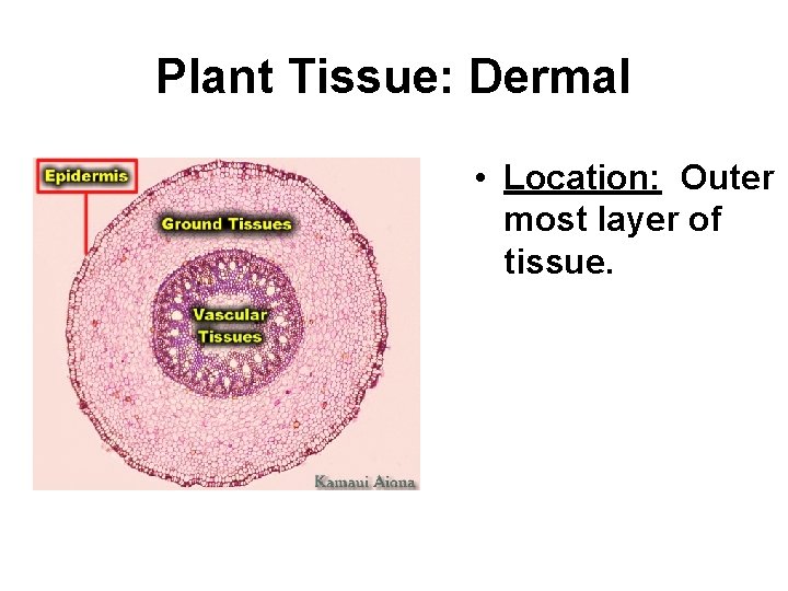 Plant Tissue: Dermal • Location: Outer most layer of tissue. • Function: Prevent water