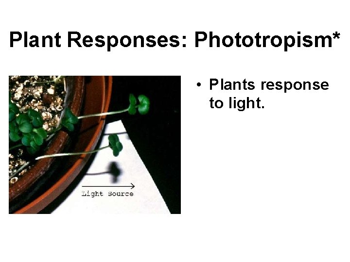 Plant Responses: Phototropism* • Plants response to light. • Leaves will bend toward the