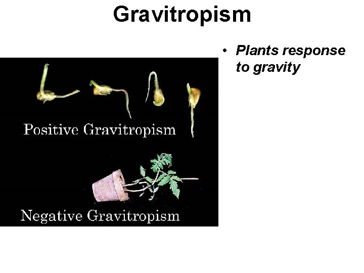 Gravitropism • Plants response to gravity • Positive Gravitropism: Roots grow down • Negative