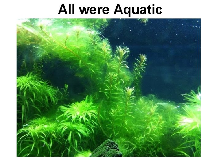 All were Aquatic 