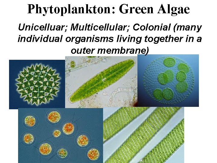 Phytoplankton: Green Algae Unicelluar; Multicellular; Colonial (many individual organisms living together in a outer