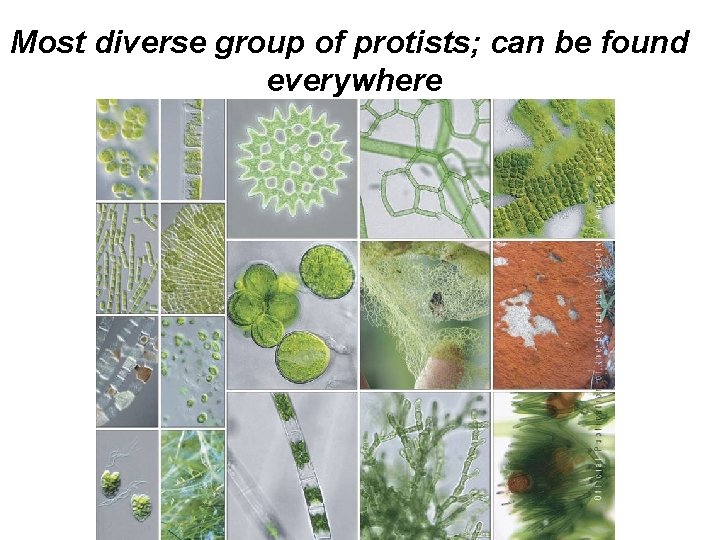 Most diverse group of protists; can be found everywhere 
