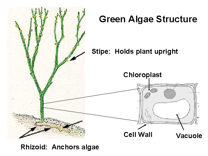 Green Algae Structure Stipe: Holds plant upright Chloroplast Cell Wall Rhizoid: Anchors algae Vacuole