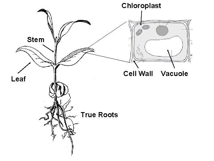 Chloroplast Stem Cell Wall Leaf True Roots Vacuole 