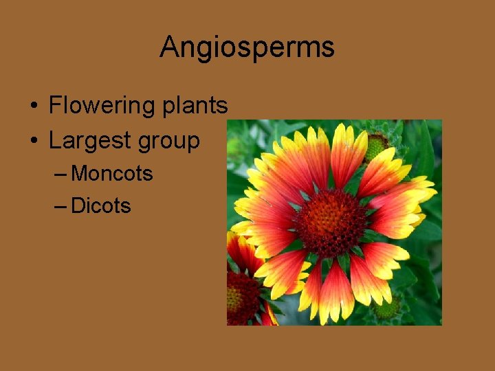 Angiosperms • Flowering plants • Largest group – Moncots – Dicots Angiosperms • Flowering plants • Largest group – Moncots – Dicots