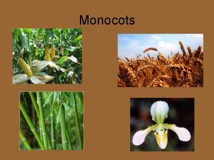 Monocots Monocots