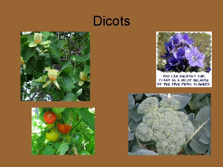 Dicots 