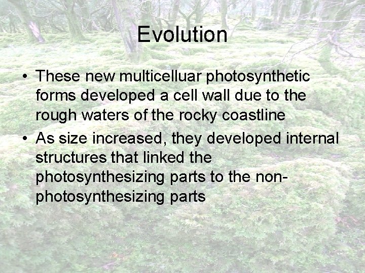 Evolution • These new multicelluar photosynthetic forms developed a cell wall due to the