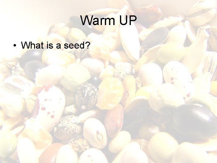 Warm UP • What is a seed? Warm UP • What is a seed?
