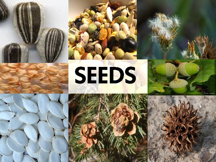 SEEDS SEEDS