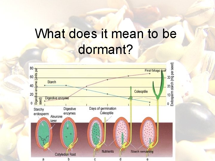 What does it mean to be dormant? 