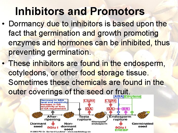 Inhibitors and Promotors • Dormancy due to inhibitors is based upon the fact that