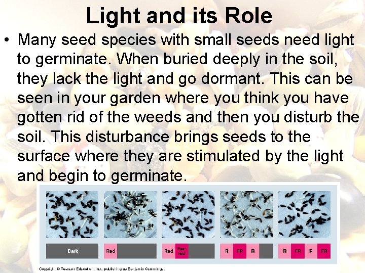 Light and its Role • Many seed species with small seeds need light to Light and its Role • Many seed species with small seeds need light to