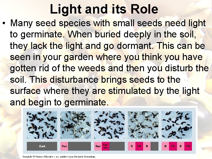 Light and its Role • Many seed species with small seeds need light to