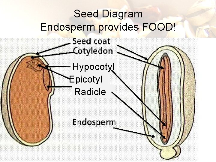 Seed Diagram Endosperm provides FOOD! Hypocotyl Epicotyl Radicle 