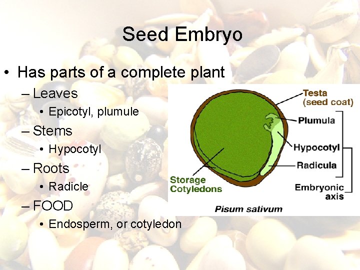  Seed Embryo • Has parts of a complete plant – Leaves • Epicotyl,