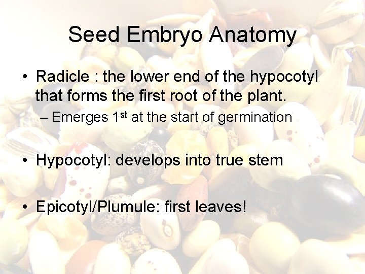 Seed Embryo Anatomy • Radicle : the lower end of the hypocotyl that forms