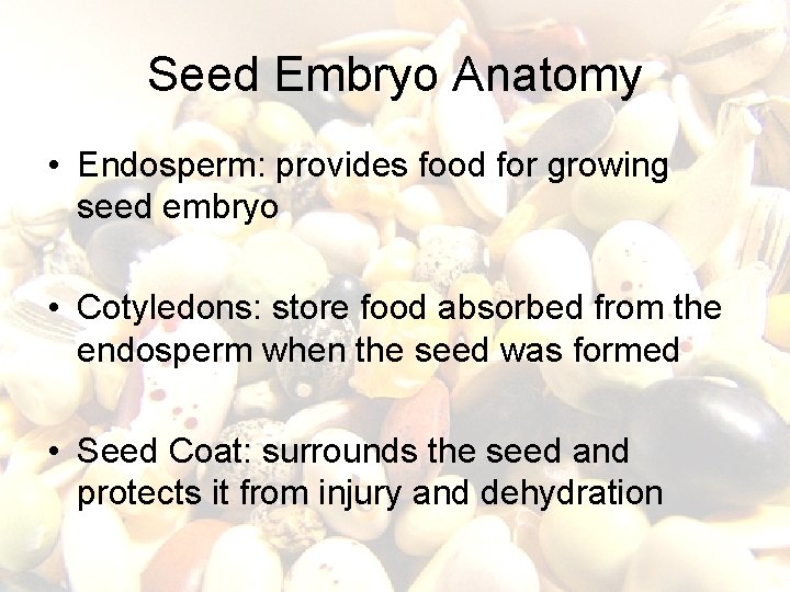 Seed Embryo Anatomy • Endosperm: provides food for growing seed embryo • Cotyledons: store