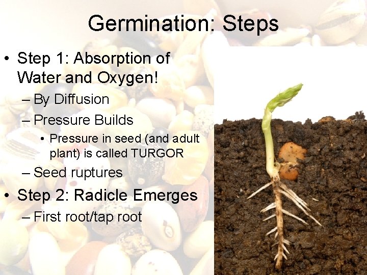 Germination: Steps • Step 1: Absorption of Water and Oxygen! – By Diffusion – Germination: Steps • Step 1: Absorption of Water and Oxygen! – By Diffusion –