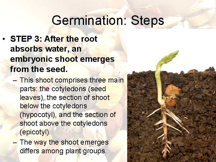 Germination: Steps • STEP 3: After the root absorbs water, an embryonic shoot emerges Germination: Steps • STEP 3: After the root absorbs water, an embryonic shoot emerges