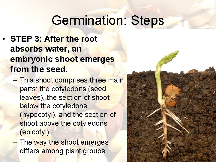 Germination: Steps • STEP 3: After the root absorbs water, an embryonic shoot emerges