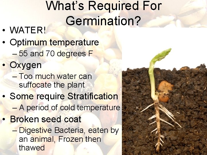 What’s Required For Germination? • WATER! • Optimum temperature – 55 and 70 degrees